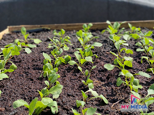 cork rooftop farm documentary producer grett oconnor mymedia 3