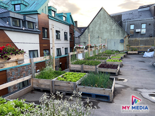 cork rooftop farm documentary producer grett oconnor mymedia 6